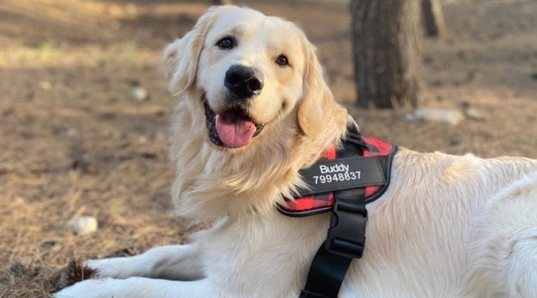 Personalized No Pull Dog Harness Perfect Paw Store